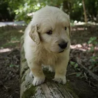 Rhett , a male Golden Retriever for sale in Roanoke, VA – 2 of 7