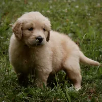 Tank, a male Golden Retriever for sale in Roanoke, VA – 2 of 10
