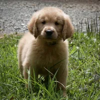 Buddy, a male Golden Retriever for sale in Roanoke, VA – 3 of 6