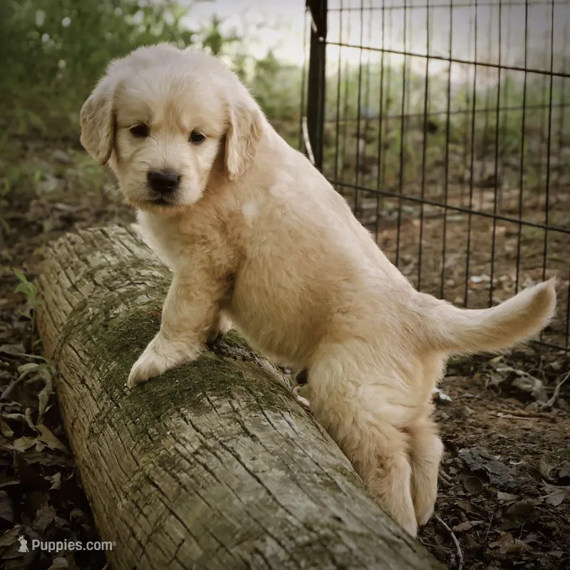 Dozer – Golden Retriever puppy for sale in Roanoke, VA