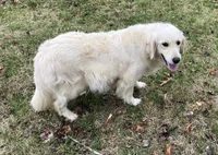 Sonny, a male Golden Retriever for sale in Roanoke, VA – 10 of 10
