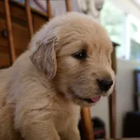 Dolly, a female Golden Retriever for sale in Roanoke, VA – 5 of 5