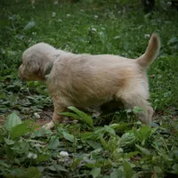 Baby Dear, a female Golden Retriever for sale in Roanoke, VA – 3 of 5