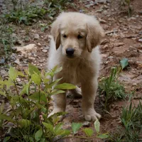 Wags, a male Golden Retriever for sale in Roanoke, VA – 4 of 8