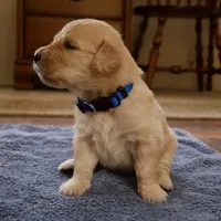 Chonky, a male Golden Retriever for sale in Roanoke, VA – 3 of 3