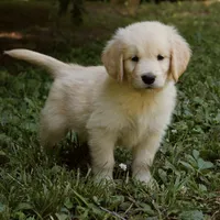 Snuggles, a male Golden Retriever for sale in Roanoke, VA – 6 of 9