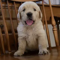 Dolly, a female Golden Retriever for sale in Roanoke, VA – 1 of 5