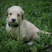 Peanut, a male Golden Retriever for sale in Roanoke, VA – 2 of 9