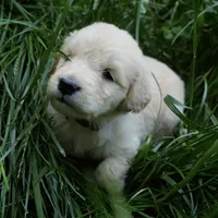 Snuggles, a male Golden Retriever for sale in Roanoke, VA – 6 of 10