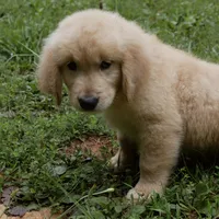 Chunky, a male Golden Retriever for sale in Roanoke, VA – 6 of 9