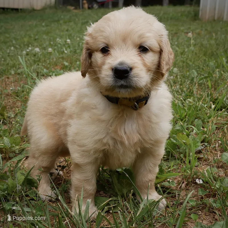 Sonny – Golden Retriever puppy for sale in Roanoke, VA