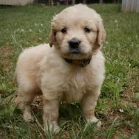 Sonny, a male Golden Retriever for sale in Roanoke, VA – 3 of 10