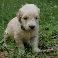 Peanut, a male Golden Retriever for sale in Roanoke, VA – 4 of 9