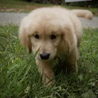 Chunky, a male Golden Retriever for sale in Roanoke, VA – 3 of 9