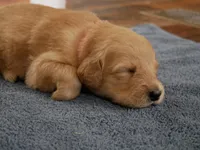 Sweetheart, a female Golden Retriever for sale in Roanoke, VA – 5 of 5