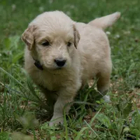 Peanut, a male Golden Retriever for sale in Roanoke, VA – 6 of 9