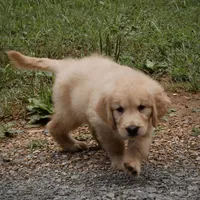 Beau, a male Golden Retriever for sale in Roanoke, VA – 6 of 7