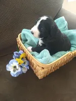 Alan-a-Dale, a male Bernedoodle for sale in Colorado Springs, CO – Photo 1 of 4