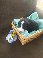 Alan-a-Dale, a male Bernedoodle for sale in Colorado Springs, CO – Photo 3 of 4
