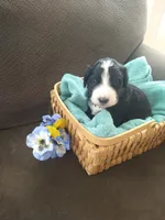 Alan-a-Dale, a male Bernedoodle for sale in Colorado Springs, CO – Photo 2 of 4