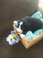 Alan-a-Dale, a male Bernedoodle for sale in Colorado Springs, CO – Photo 4 of 4
