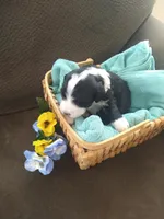 Will Scarlet, a male Bernedoodle for sale in Colorado Springs, CO – Photo 4 of 4