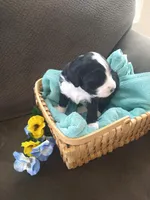 Will Scarlet, a male Bernedoodle for sale in Colorado Springs, CO – Photo 2 of 4