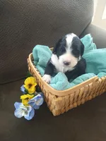 Will Scarlet, a male Bernedoodle for sale in Colorado Springs, CO – Photo 1 of 4