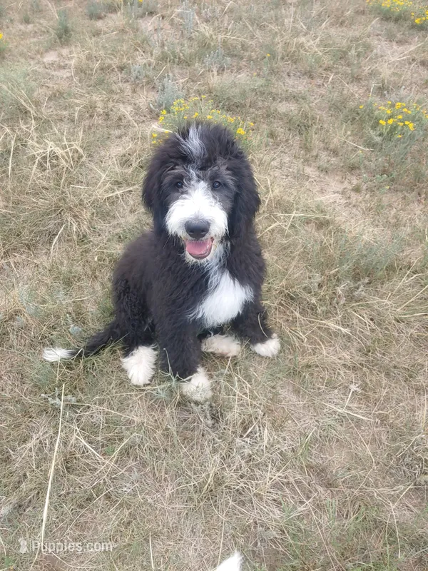 Robin Hood – Bernedoodle puppy for sale in Colorado Springs, CO