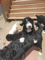 Bernie girl, a female Bernese Mountain Dog and Poodle - Standard  for sale in Colorado Springs, CO – 6 of 7