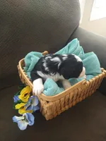 Robin Hood, a male Bernedoodle for sale in Colorado Springs, CO – Photo 3 of 4