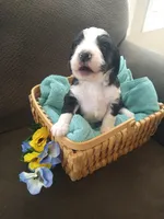 Robin Hood, a male Bernedoodle for sale in Colorado Springs, CO – Photo 4 of 4