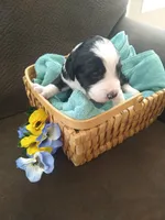 Robin Hood, a male Bernedoodle for sale in Colorado Springs, CO – Photo 2 of 4