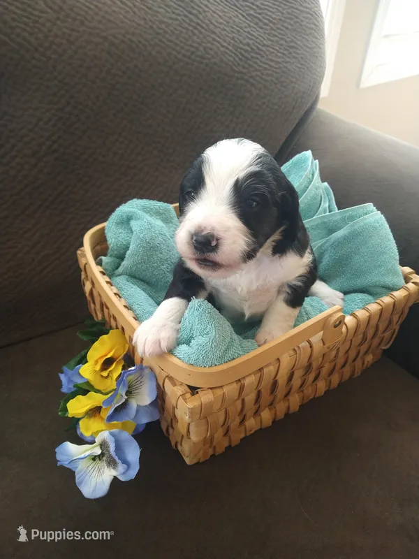 Robin Hood – Bernedoodle puppy for sale in Colorado Springs, CO