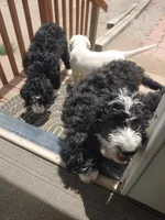 Friar Tuck, a male Bernedoodle for sale in Colorado Springs, CO – 6 of 6