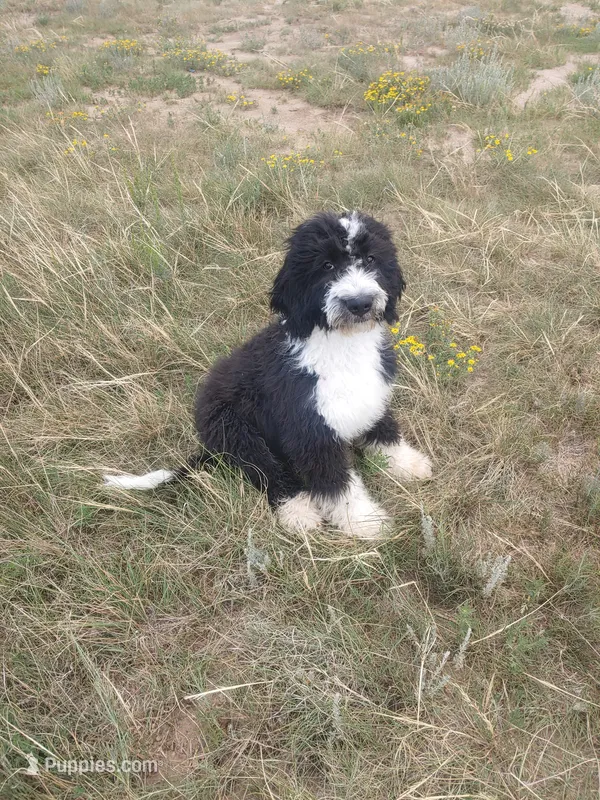 Friar Tuck – Bernedoodle puppy for sale in Colorado Springs, CO