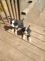 Bernie boy, a male Bernese Mountain Dog and Poodle - Standard  for sale in Colorado Springs, CO – 5 of 5