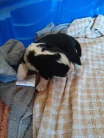 Bernie, a male Bernedoodle for sale in Colorado Springs, CO – Photo 2 of 2