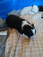 Bernie, a male Bernedoodle for sale in Colorado Springs, CO – Photo 1 of 2