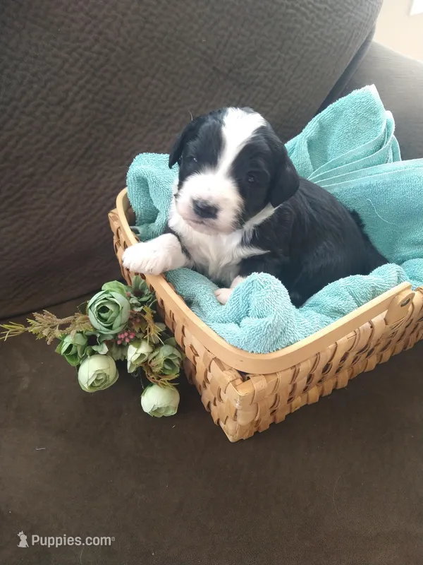 Bernie boy – Bernese Mountain Dog, Poodle - Standard  puppy for sale in Colorado Springs, CO