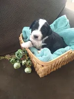 Bernie boy, a male Bernese Mountain Dog and Poodle - Standard  for sale in Colorado Springs, CO – Photo 1 of 4
