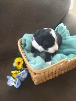 Bernie boy, a male Bernese Mountain Dog and Poodle - Standard  for sale in Colorado Springs, CO – Photo 2 of 4