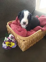 Maid Marion, a female Bernedoodle for sale in Colorado Springs, CO – Photo 5 of 9
