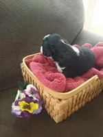 Maid Marion, a female Bernedoodle for sale in Colorado Springs, CO – Photo 2 of 9