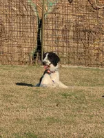 Maid Marion, a female Bernedoodle for sale in Colorado Springs, CO – Photo 9 of 9