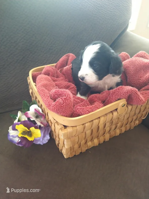 Maid Marion – Bernedoodle puppy for sale in Colorado Springs, CO