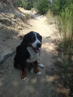 Maid Marion, a female Bernedoodle for sale in Colorado Springs, CO – Photo 6 of 9