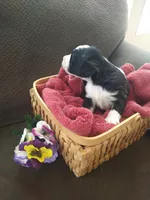 Maid Marion, a female Bernedoodle for sale in Colorado Springs, CO – Photo 3 of 9