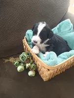 Little John, a male Bernedoodle for sale in Colorado Springs, CO – Photo 3 of 4