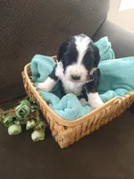 Little John, a male Bernedoodle for sale in Colorado Springs, CO – Photo 2 of 4